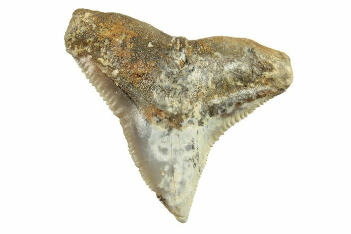 Fossil Bull Shark Tooth (Carcharhinus) - Angola #259501